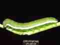 Nearly mature fifth instar Sara Orange-Tip butterfly larvae, filmed 5-22-2008